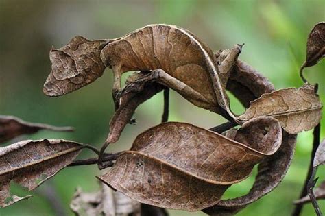 壁虎死掉風水|在風水學中：家裡進壁虎是什麼寓意？4種預兆要「小心」了